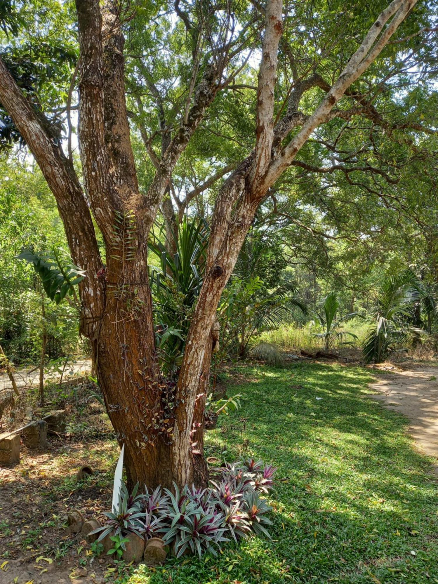Silent Peacock Villa And Peacock Cafe Тангале Екстериор снимка